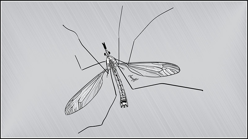 A grayscale illustration of a mosquito, with fine wing details.